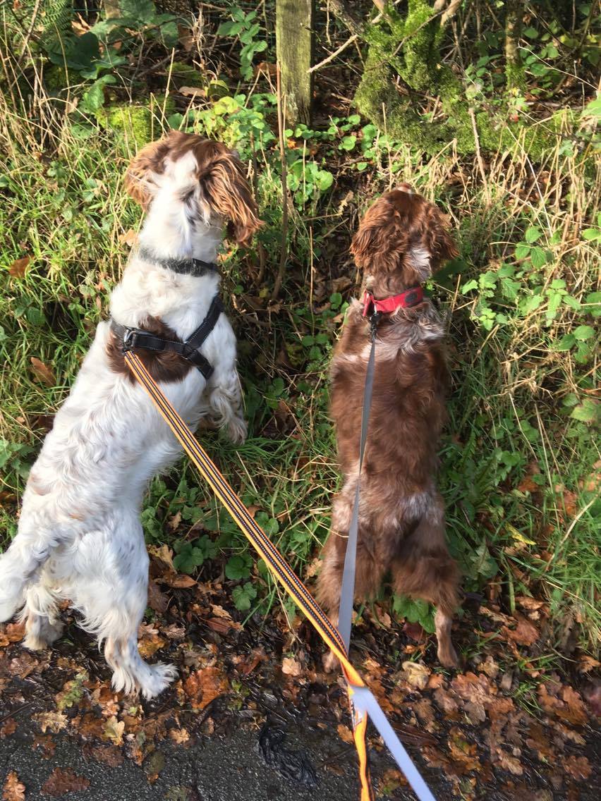 Hunting with Ben, photo from Helen Taylor